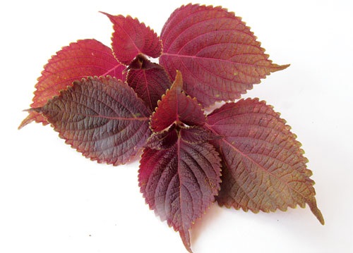 cây tía tô chữa bệnh gút