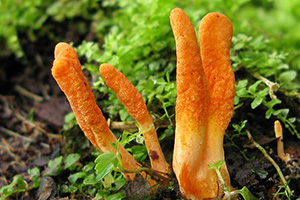 dong-trung-ha-thao-militaris