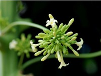 Hoa đu đủ đực  bài thuốc dân gian chữa 'bách bệnh' thần kì