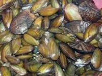 Hướng dẫn khử chất độc trong trai hến