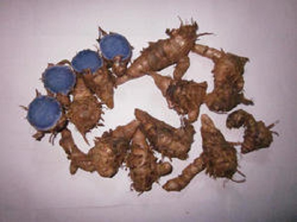 Tinh bột nghệ đen và bột nghệ đen khác nhau như thế nào?