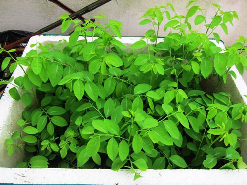 Lá rau ngót giúp tăng cường sinh lý