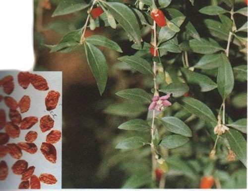 Các món canh, cháo tốt cho sức khỏe - Ảnh 1. Các món canh, cháo tốt cho sức khỏe - Ảnh 1.