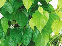 Trị nám thần kỳ bằng mặt nạ lá trầu không
