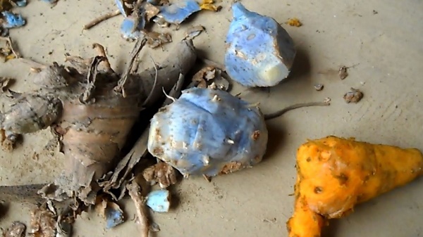 Dùng nghệ đen chữa bệnh cao huyết áp sẽ gây nên những tác dụng phụ sau