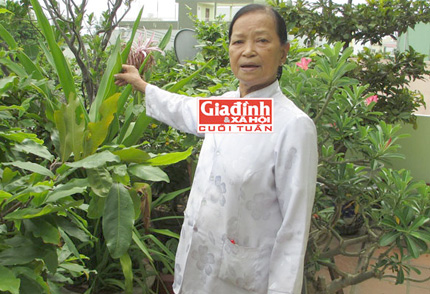 Lương y Quế chia sẻ về công hiệu của những cây thuốc trị tiểu đường bà tự tay trồng trong vườn nhà. Lương y Quế chia sẻ về công hiệu của những cây thuốc trị tiểu đường bà tự tay trồng trong vườn nhà.