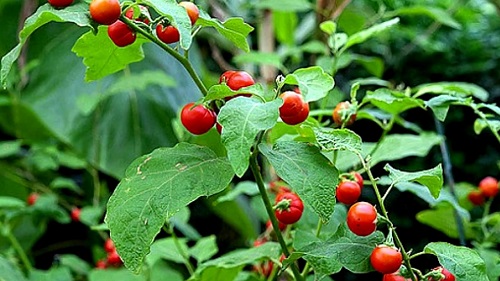 công dụng của cây cà gai leo