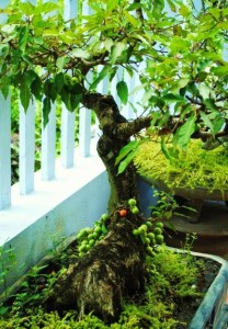 nhung-cach-chua-benh-tri-tu-la-va-qua-sung