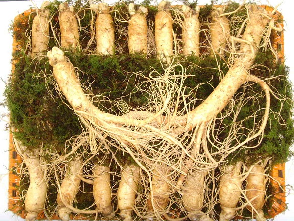 Nhân sâm có tác dụng chữa yếu sinh lý