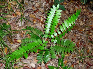 cong-dung-cua-cay-mat-nhan