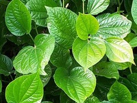 Giải độc 'khẩn cấp' bằng lá lốt