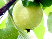 Vì sao mỗi ngày ăn một quả ổi, bệnh tật sẽ không còn hỏi thăm?