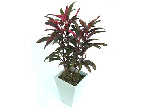 cây huyết dụ trong phong thủy