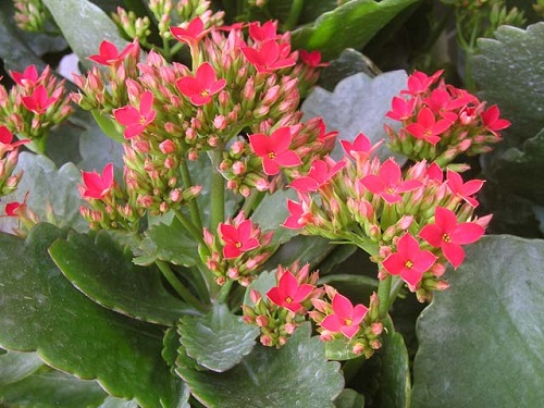 Công dụng của cây lá bỏng