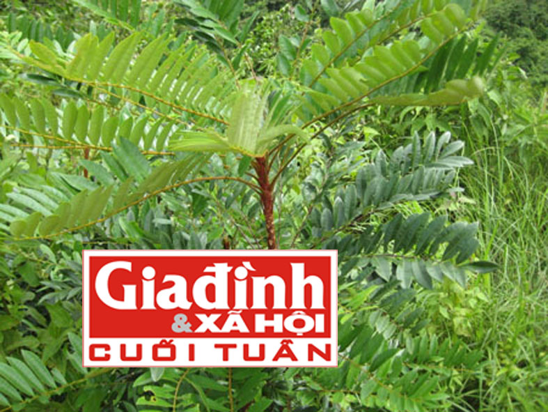 Lương y hơn 60 năm phổ biến bài thuốc trị thấp khớp hiệu quả tại nhà 2 Bài thuốc dễ kiếm, dễ dùng chữa khỏi bệnh thấp khớp trong 1 tháng 2