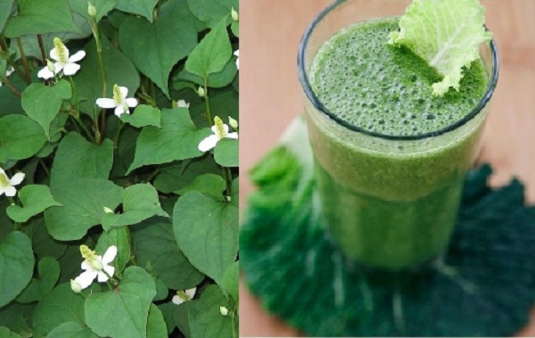 Cách trị bệnh phụ khoa bằng rau diếp cá với lá lốt