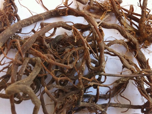 bài thuốc đông y