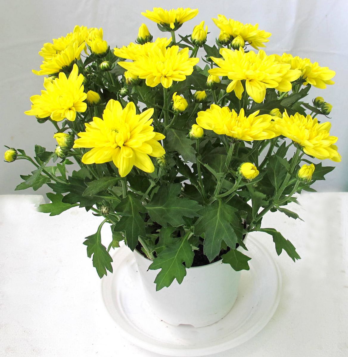 Thao-duoc-giup-ban-het-lo-au-met-moi2