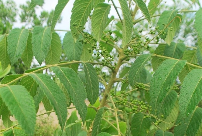 Cây sầu đâu cứt chuột chữa lỵ Cây sầu đâu cứt chuột chữa lỵ