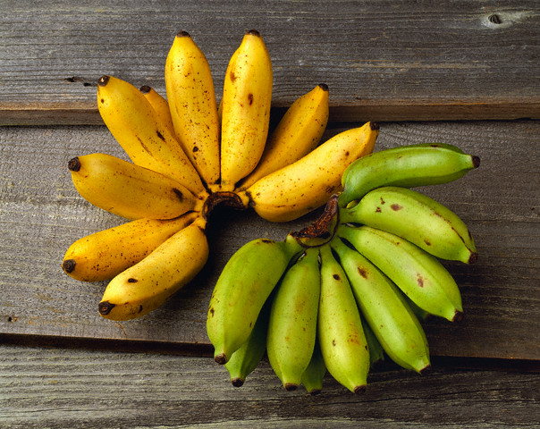 14 Oct 2000 --- Apple bananas, one bunch ripe and one bunch green. --- Image by © Corbis