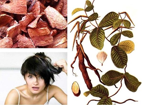 hà thủ ô chữa tóc bạc