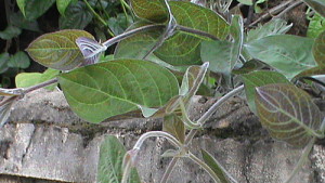 tac-dung-chua-benh-cua-la-mo-long