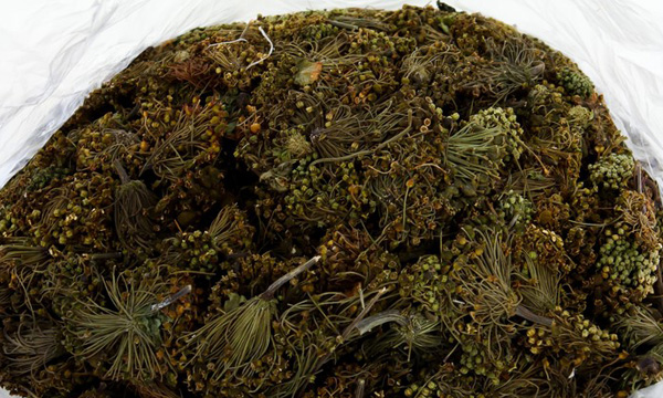 6 bài thuốc đông y chữa bệnh mất ngủ