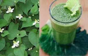 Cách chữa bệnh trĩ bằng rau diếp cá