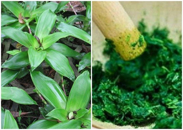 Chữa bệnh gút bằng cây lược vàng