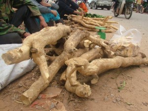 cong-dung-cua-re-cay-mat-nhan