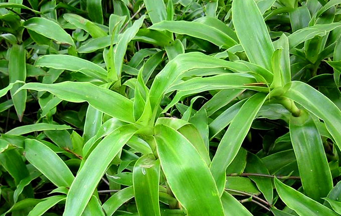 Tác dụng cây lược vàng chữa bệnh viêm xoang