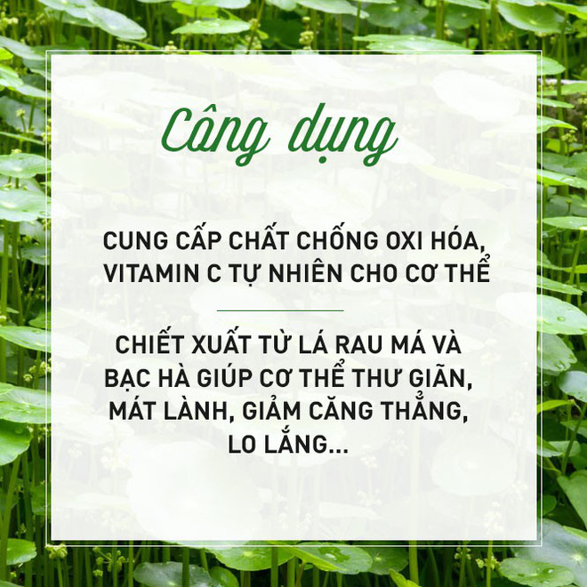Giải mã loại cây dại được đổi đời thành rau organic trong trang trại đẳng cấp quốc tế - Ảnh 6. Giải mã loại cây dại được đổi đời thành rau organic trong trang trại đẳng cấp quốc tế - Ảnh 6.