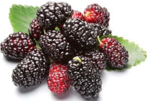 Group of mulberries with a leaves. Isolated on a white background.