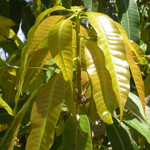 Xoài là loại cây có dược tính rất cao. Ngay cả lá xoài cũng có thể dùng làm vị thuốc trị tiểu đường cực tốt.