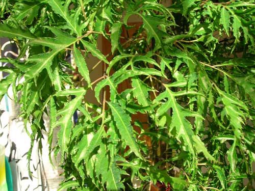 cây đinh lăng chữa bệnh mất ngủ