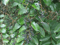 Bất ngờ với công dụng của cây Thùn mũn