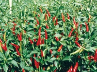 3 bài thuốc ai cũng nên biết đề phòng trong nhà có người tai biến