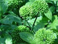 'Thần dược' giúp chữa khỏi bệnh mất ngủ kinh niên chỉ trong một tuần