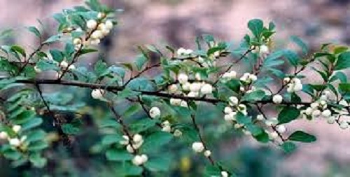 Cây quýt gai chữa bệnh thận