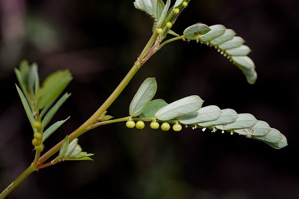 Công dụng của cây diệp hạ châu