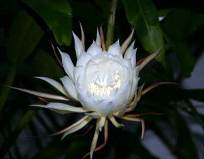 Những bài thuốc nam chữa tiểu đường "kỳ diệu"