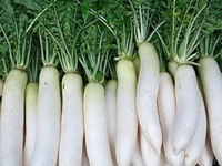 Tác dụng không ngờ của củ cải trắng