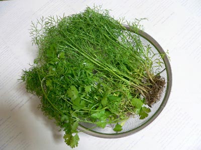 Tăng tiết sữa cho sản phụ bằng cây thìa là Tăng tiết sữa cho sản phụ bằng cây thìa là