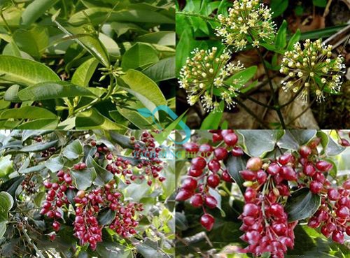 công dụng của cây xá xị