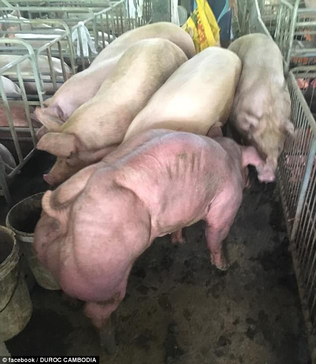 Lợn lực sĩ do biến đổi gene - Mối lo ngại mới của người tiêu dùng - Ảnh 2. Lợn lực sĩ do biến đổi gene - Mối lo ngại mới của người tiêu dùng - Ảnh 2.