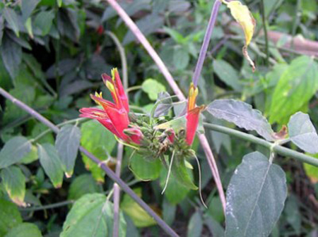 4 bài thuốc tuyệt hay chữa lở miệng do nhiệt 1 Bài thuốc tuyệt hay chữa hết ngay nhiệt miệng 1