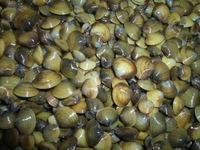 Những tác hại 'đáng sợ' của trai hến mà người ăn không hề biết