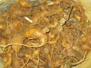 tac-dung-cua-sam-ngoc-linh-3