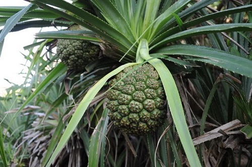 cây dứa dại chữa bệnh tiểu đường