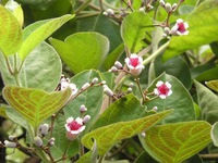 Bài thuốc Nam dễ kiếm chữa bệnh viêm họng lâu ngày cực hữu hiệu